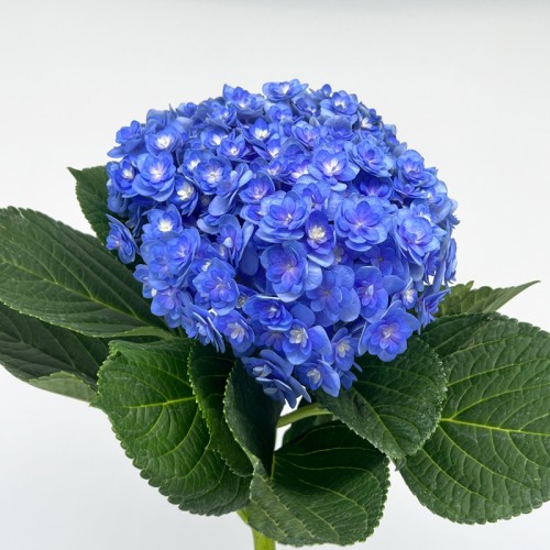 Hydrangea (Imported) - Multi Petal Purple (1 Stem) Hydrangea (Imported) - Multi Petal Purple (1 Stem)