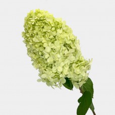 Hydrangea (Imported) - Pagoda Green (1 Stem) Hydrangea (Imported) - Pagoda Green (1 Stem)
