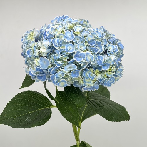 Hydrangea (Imported) - Peacock Blue (1 Stem)
