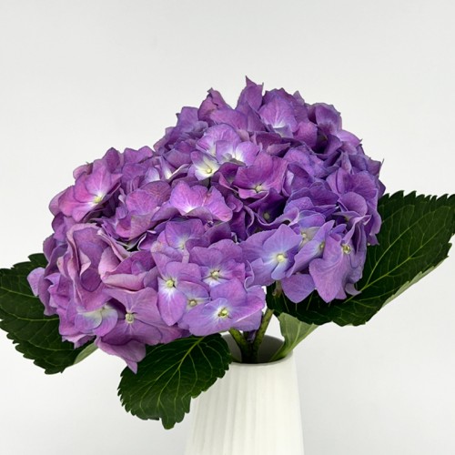 Hydrangea (Imported) - Purple (1 Stem)