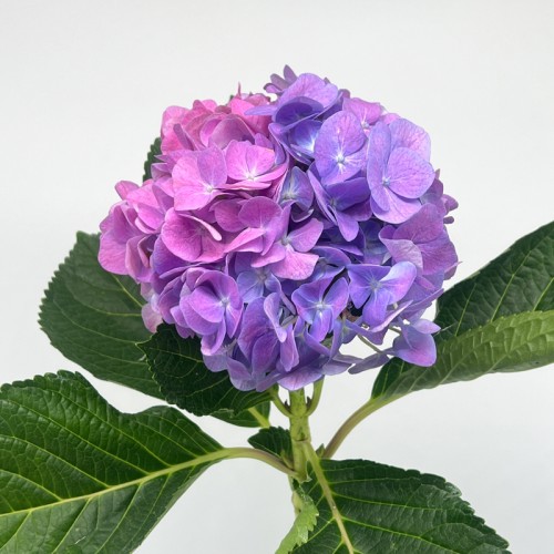 Hydrangea (Imported) - Sea Purple (1 Stem)