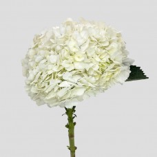 Hydrangea (Imported) - White (1 Stem) Hydrangea (Imported) - White (1 Stem)