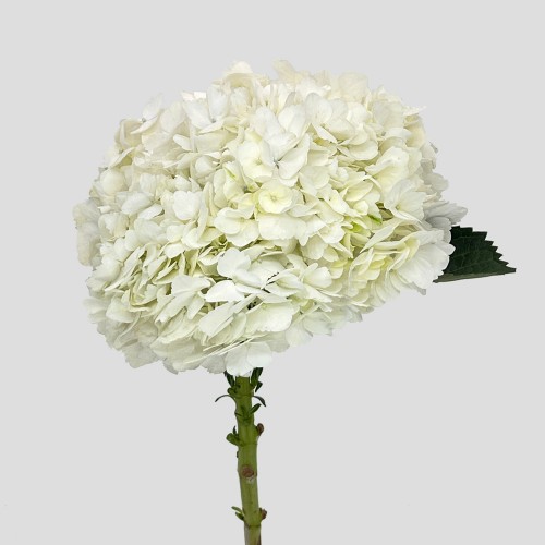 Hydrangea (Imported) - White (1 Stem)