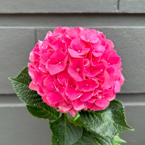 Hydrangea Glowing Alps (Imported) - Cherry (1 Stem)