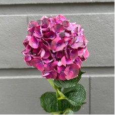 Hydrangea Mag. Ruby Red (Imported) - Burgundy (1 Stem)