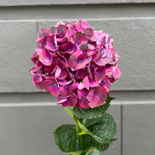 Hydrangea Mag. Ruby Red (Imported) - Burgundy (1 Stem)
