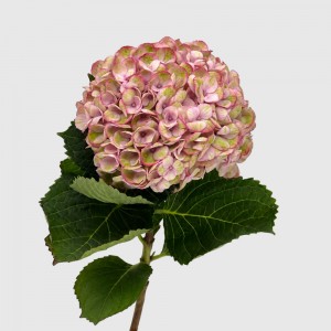 Hydrangea Mag. Amathyst (Imported) - Pink Green (1 Stem) Hydrangea Mag. Amathyst (Imported) - Pink Green (1 Stem)
