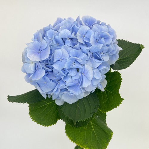 Hydrangea Verena Blue (Imported) - Light Blue (1 Stem)