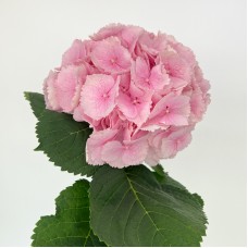 Hydrangea Verena Pink (Imported) - Light Pink (1 Stem)