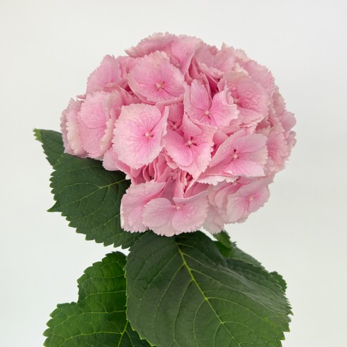 Hydrangea Verena Pink (Imported) - Light Pink (1 Stem)