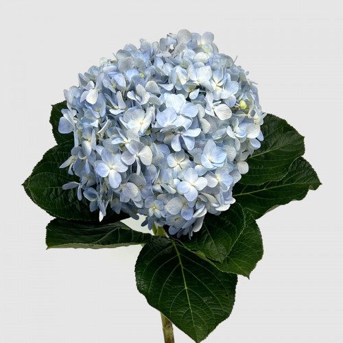 Hydrangea (Iocal) - Blue (1 Stem) Hydrangea (Iocal) - Blue (1 Stem)