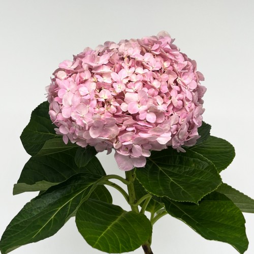 Hydrangea (Iocal) - Light Pink (1 Stem)