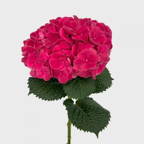 Hydrangea (Imported) - Trophy (Per Stem)
