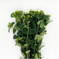 Hypericum (Imported) - Green (1 Bundle) Hypericum (Imported) - Green (1 Bundle)