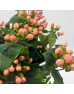 Hypericum (Imported) - Pink (1 Bundle) Hypericum (Imported) - Pink (1 Bundle)