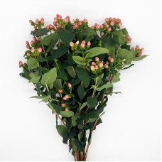 Hypericum (Imported) - Pink (1 Bundle) Hypericum (Imported) - Pink (1 Bundle)