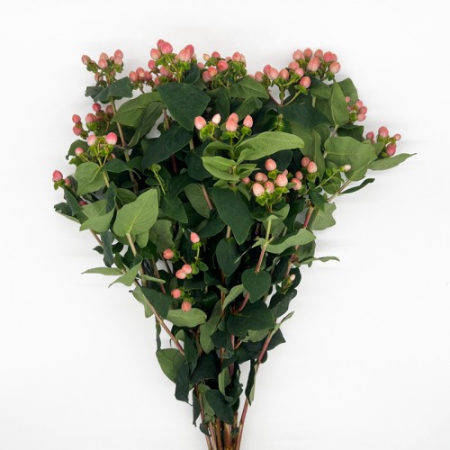 Hypericum (Imported) - Pink (1 Bundle) Hypericum (Imported) - Pink (1 Bundle)