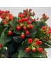 Hypericum (Imported) - Red (1 Bundle)
