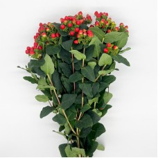 Hypericum (Imported) - Red (1 Bundle) Hypericum (Imported) - Red (1 Bundle)