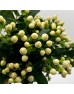 Hypericum (Imported) - White (1 Bundle)