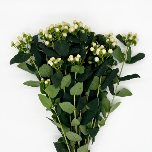 Hypericum (Imported) - White (1 Bundle)