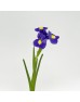 Iris (Imported) - Blue Magic (5 Stems)