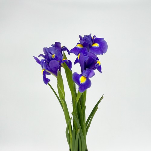 Iris (Imported) - Blue Magic (5 Stems)