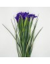 Iris (Imported) - Purple (5/10 Stems) Iris (Imported) - Purple (5/10 Stems)