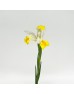 Iris (Imported) - Apollo (5 Stems)