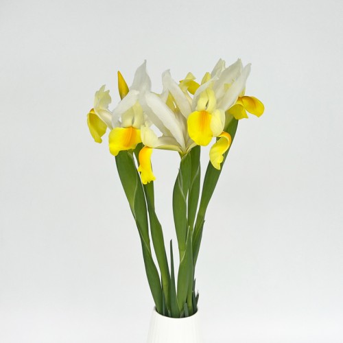 Iris (Imported) - Apollo (5 Stems)