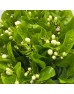 Jasmine Flower (Imported) - White (Per Bunch) Jasmine Flower (Imported) - White (Per Bunch)