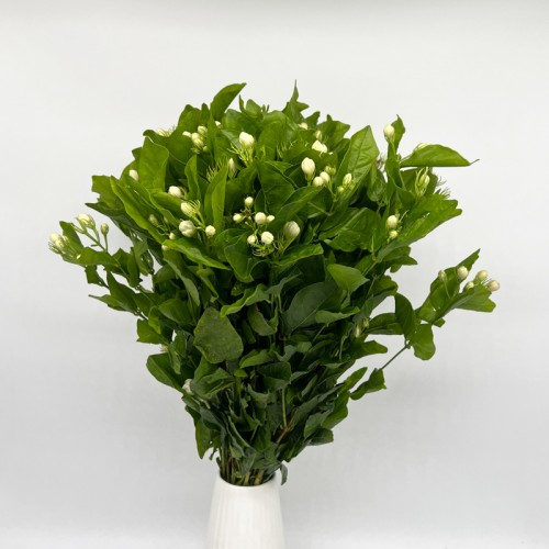 Jasmine Flower (Imported) - White (Per Bunch) Jasmine Flower (Imported) - White (Per Bunch)