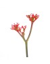 Jatropha Fire Cracker (Imported) - Red (5 Stems)