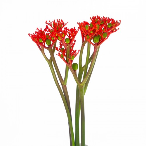 Jatropha Fire Cracker (Imported) - Red (5 Stems)