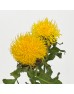 Jin Chao Ju 金巢菊 (Imported) - Yellow (Per Bundle)