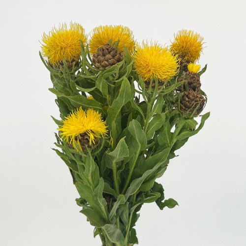 Jin Chao Ju 金巢菊 (Imported) - Yellow (Per Bundle)