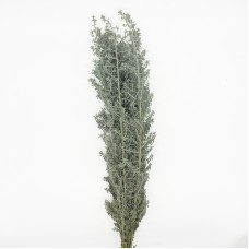 Kochia Scoparia (Imported) - Silver (5 Stems)