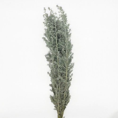 Kochia Scoparia (Imported) - Silver (5 Stems)