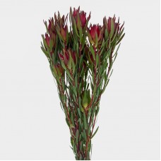 LCD Blush Spray (Imported) - Red (5 Stems) LCD Blush Spray (Imported) - Red (5 Stems)