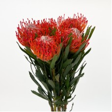LSP Tango (Imported) - (5 Stems)