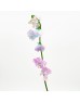 Lathyrus (Sweet Pea) (Imported) - Aurora (5 Stems)