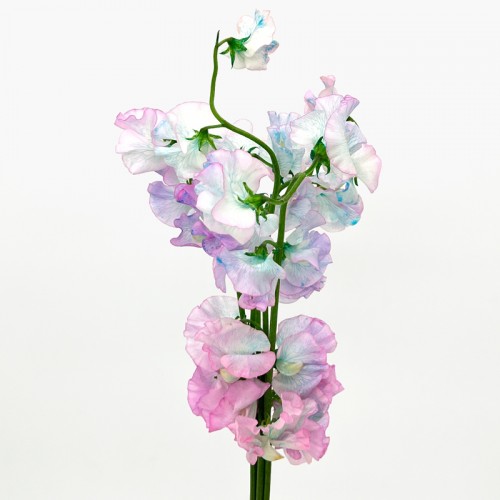 Lathyrus (Sweet Pea) (Imported) - Aurora (5 Stems)