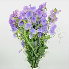 Lathyrus (Sweet Pea) (Imported) - Lilac (Per Bundle)