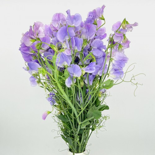 Lathyrus (Sweet Pea) (Imported) - Lilac (Per Bundle)