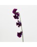 Lathyrus (Sweet Pea) (Imported) - Dark Purple (5 Stems)