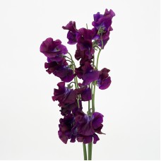 Lathyrus (Sweet Pea) (Imported) - Dark Purple (5 Stems)