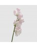 Lathyrus (Sweet Pea) (Imported) - Light Pink (5 Stems)