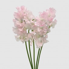 Lathyrus (Sweet Pea) (Imported) - Light Pink (5 Stems)