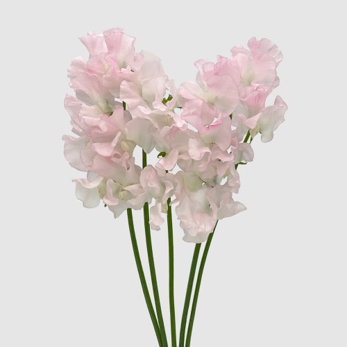 Lathyrus (Sweet Pea) (Imported) - Light Pink (5 Stems)