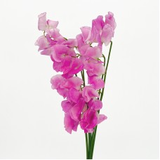 Lathyrus (Sweet Pea) (Imported) - Pink (5 Stems)